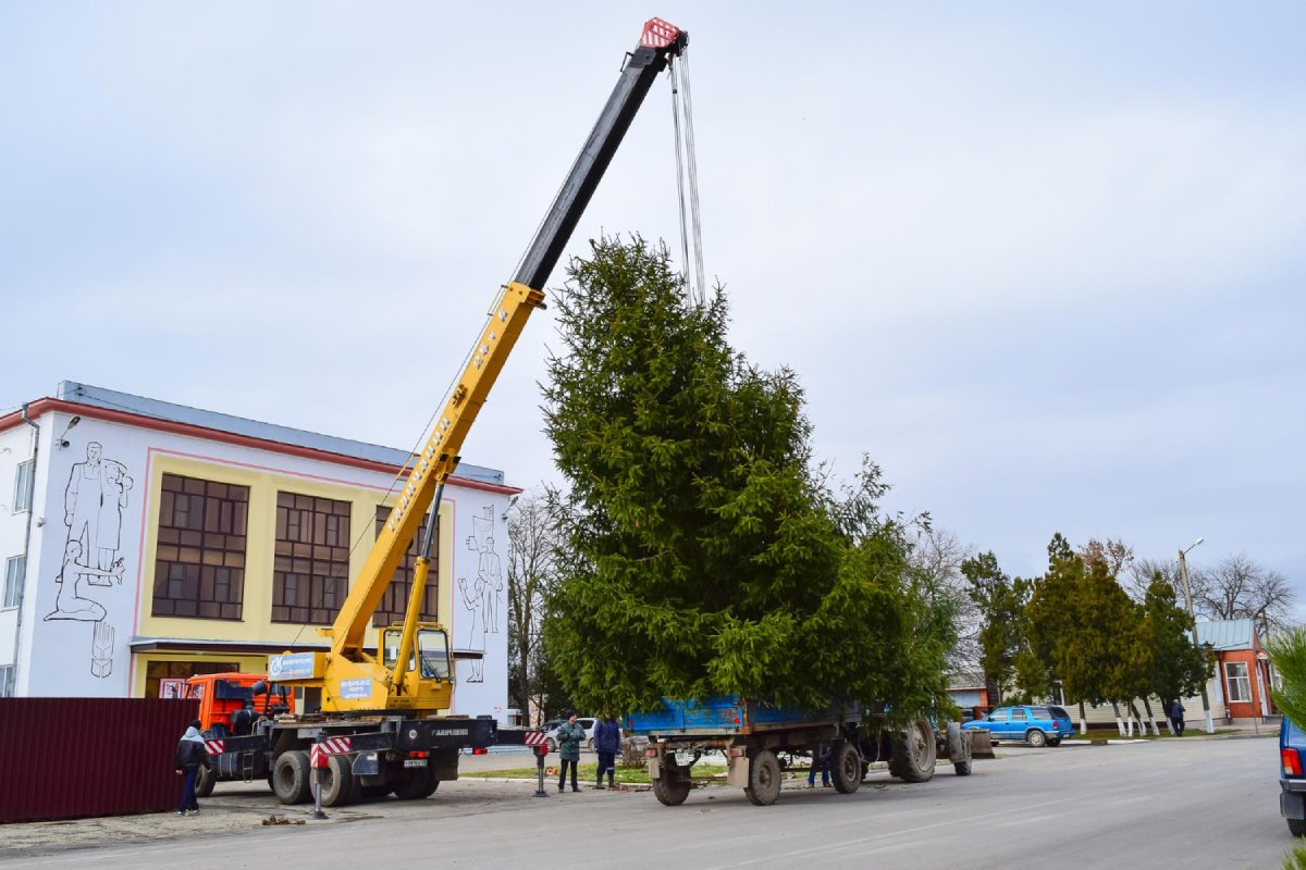 How Much Does Tree Removal Cost in Fairfield County, CT_