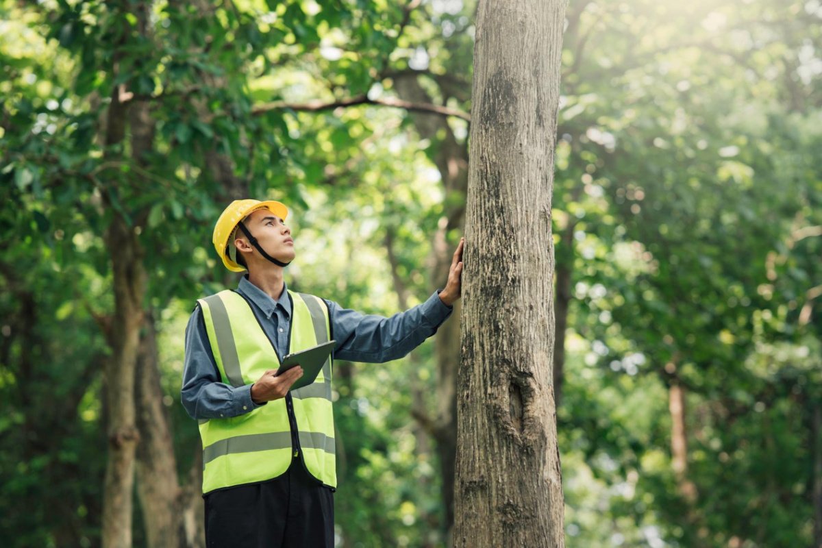 Licensed Arborist vs. Tree Service