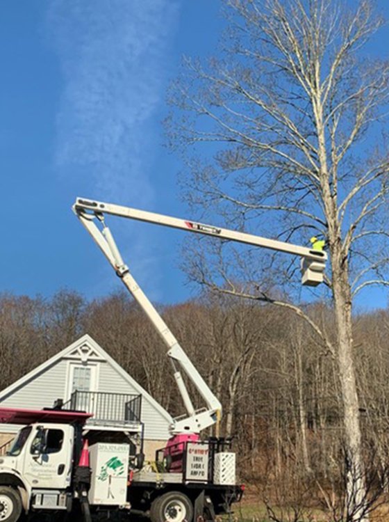 Tree-Pruning-Service