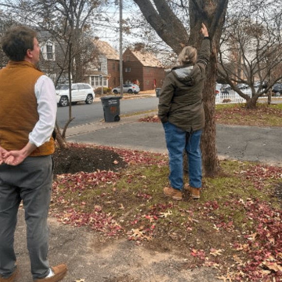 Tree-assement-service