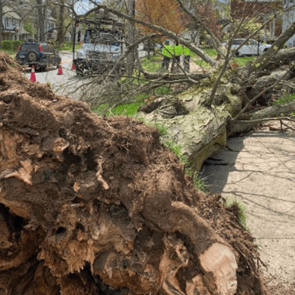 Tree-removal-service