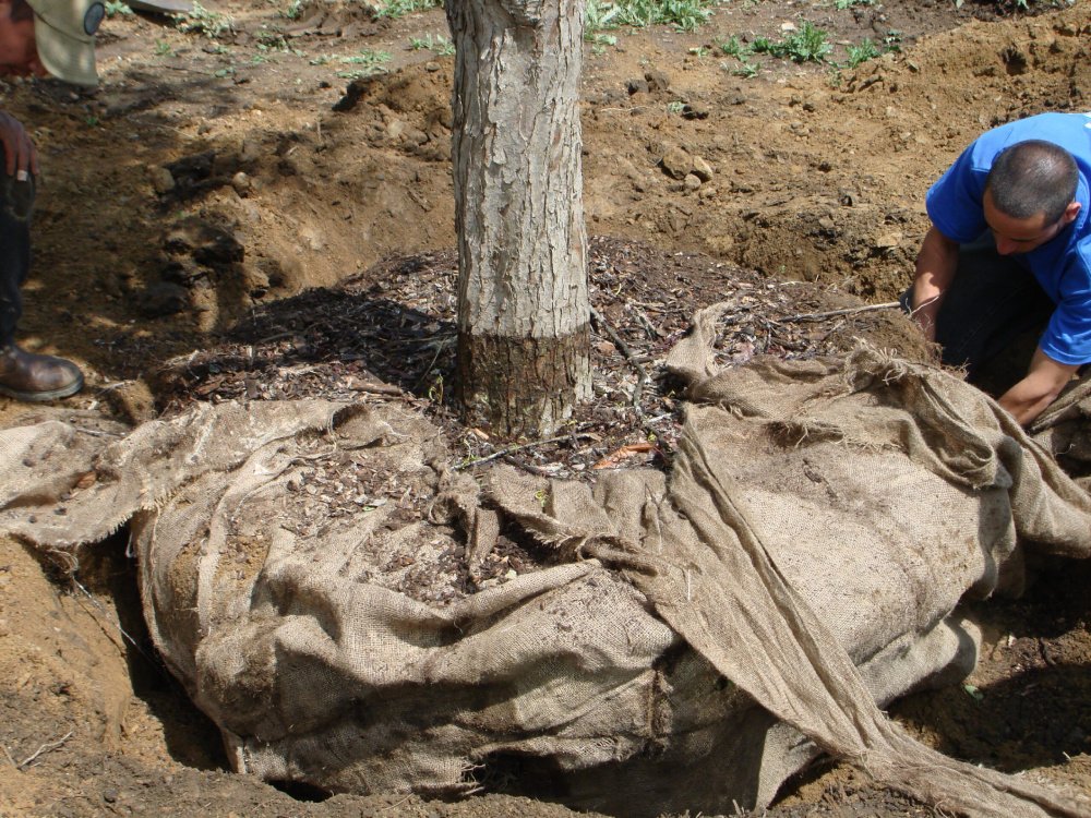 Landscape and horticultural services for a Fairfield County property