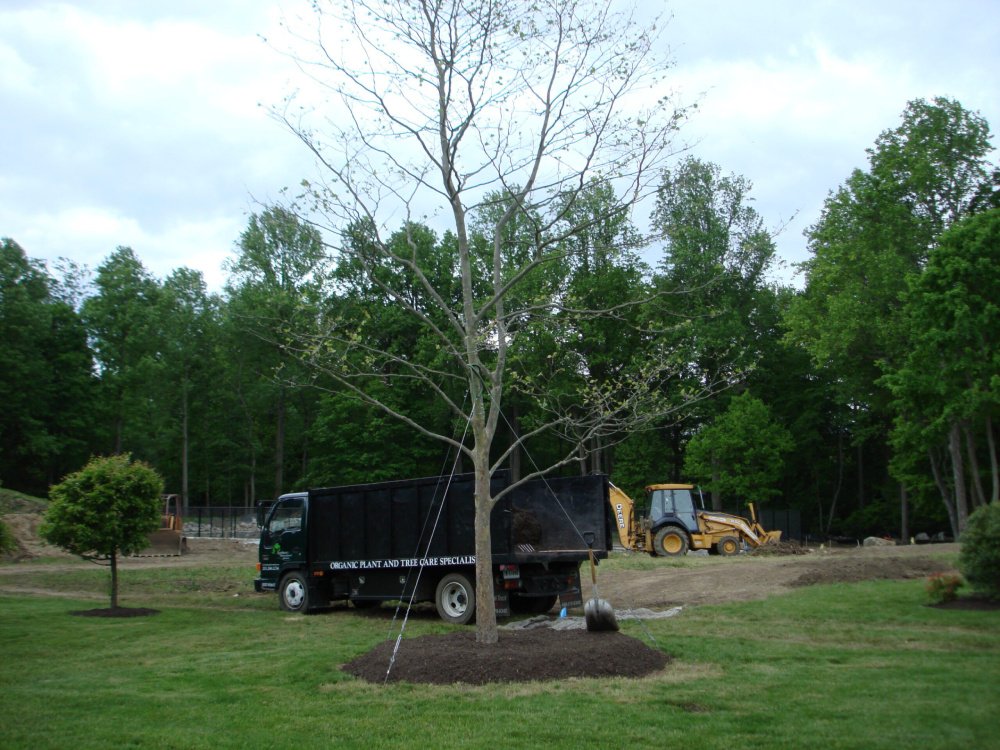 Professional tree care by Northeast Horticultural Services in Fairfield County