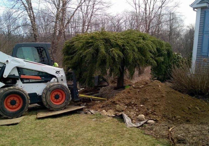 LANDSCAPE-Transplanting