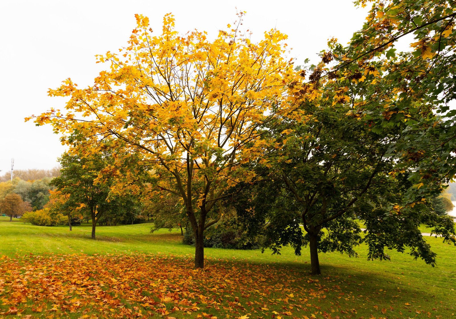 Northeast Horticultural Services arborist discussing tree and landscape care