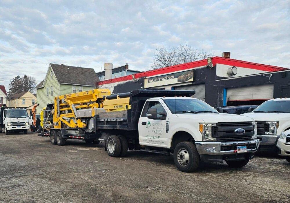 connecticut-tree-care-advice
